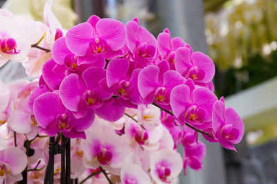 Close-up of pink cherry blossoms