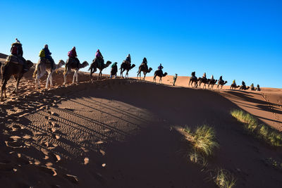 Row of people and camels against clear sky