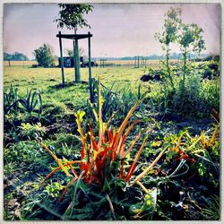 Scenic view of grassy field against sky