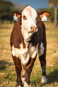 Portrait of cow standing on field