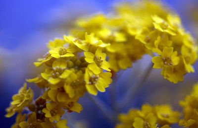 Close-up of yellow flower