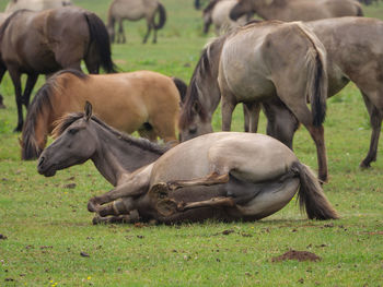 Wild horses in germany