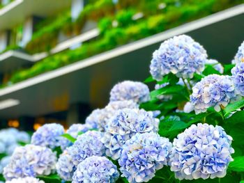 Close-up of purple hydrangea flowers