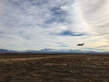 Bird flying over landscape