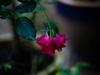 Close-up of flower plant