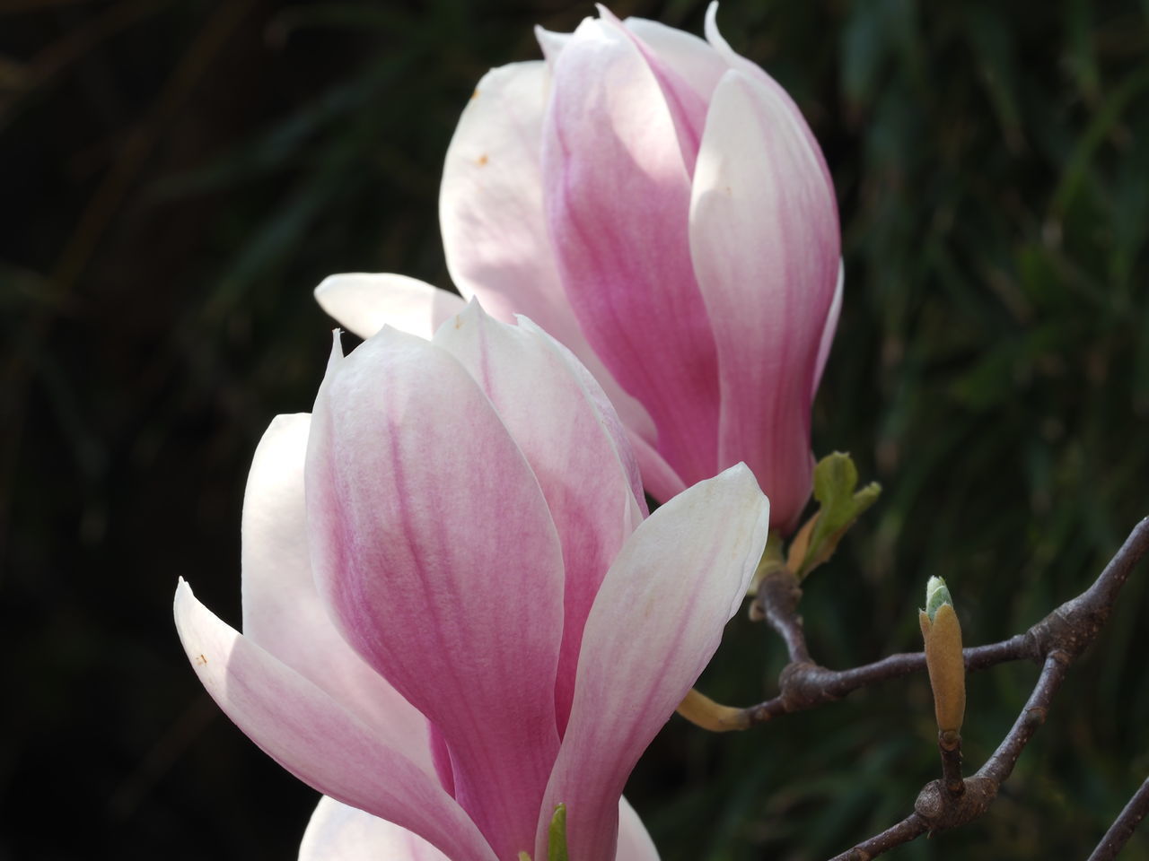 CLOSE-UP OF PINK MAGNOLIA FLOWER