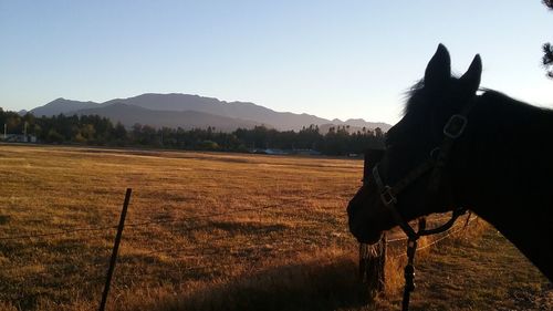 Horse on field against clear sky