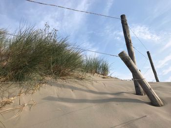 Low angle view of trees on beach against sky