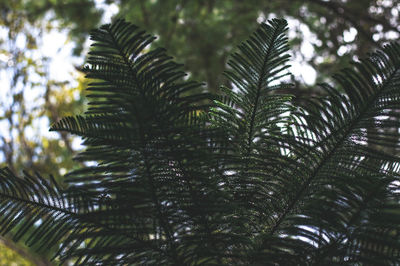 Low angle view of palm trees