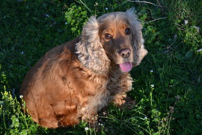 Portrait of cocker spaniel on field