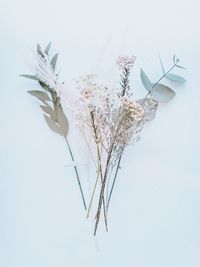 Close-up of plant against white background