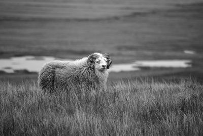 Portrait of dog on field