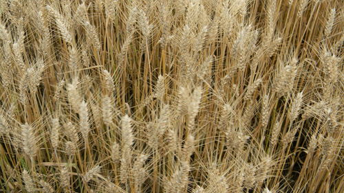 Full frame shot of tree trunk on field