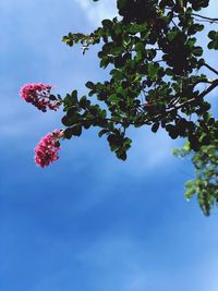 Low angle view of red flowering tree against sky