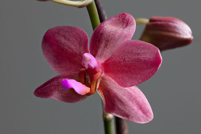 Close-up of pink orchid against white background