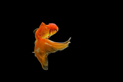 Close-up of fish swimming in sea