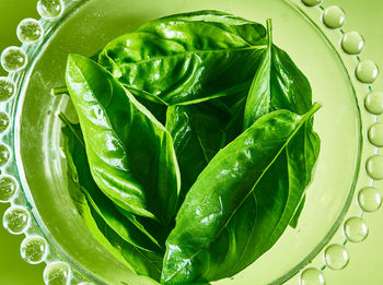 Close-up of green leaf in plate