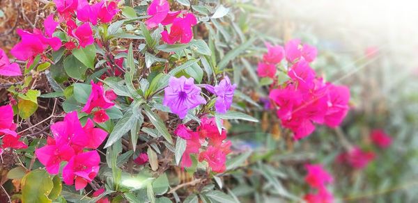 Close-up of pink bougainvillea blooming outdoors