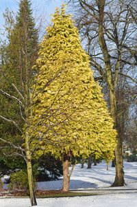 Trees in snow