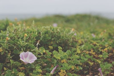 Close-up of flowering plants on land