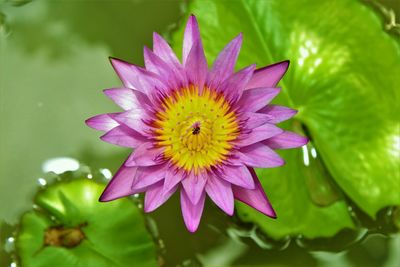 Close-up of pink water lily