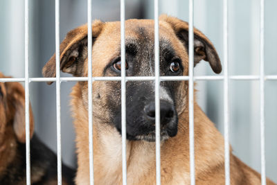 Portrait of dog in cage