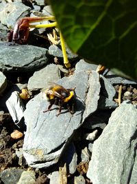 High angle view of insect on leaf