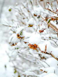 Close-up of snow covered tree