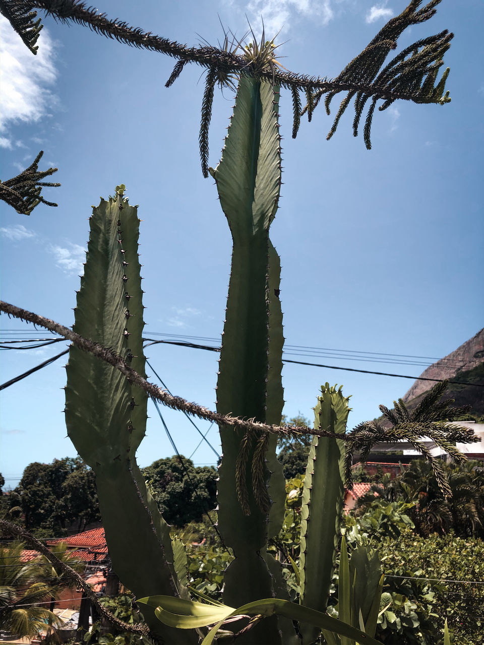 plant, cactus, growth, succulent plant, nature, sky, no people, day, thorn, beauty in nature, sharp, spiked, outdoors, low angle view, land, green color, sunlight, field, tree, focus on foreground