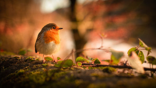 Close-up of bird perching on plant