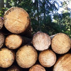 Stack of logs in forest