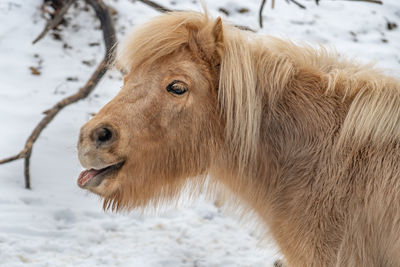 View of a horse on snow