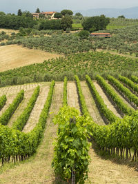 Scenic view of vineyard