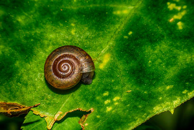 Close-up of snail on leaf