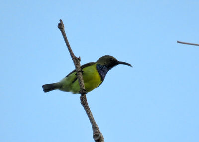 Low angle view of bird perching against clear blue sky