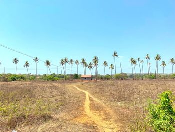 Scenic view of field against clear sky