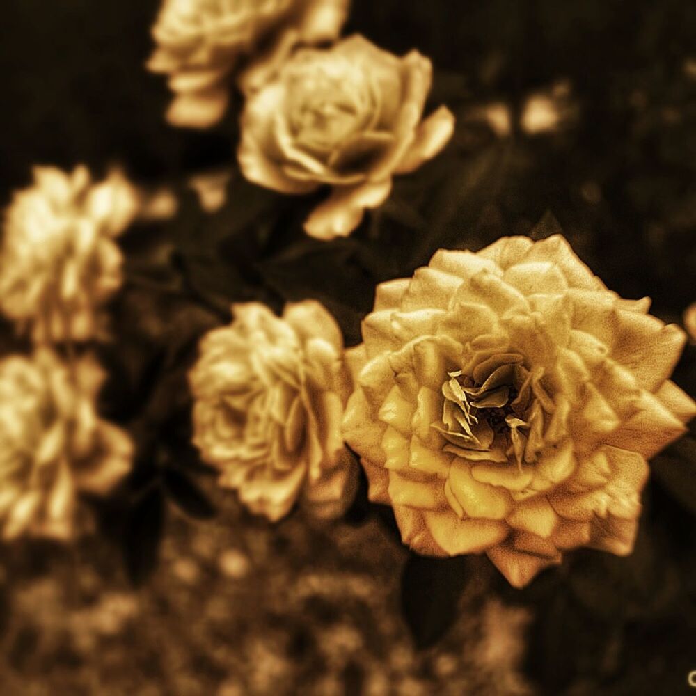 flower, flower head, petal, fragility, freshness, close-up, growth, beauty in nature, nature, plant, blooming, focus on foreground, single flower, in bloom, rose - flower, botany, no people, selective focus, blossom, springtime