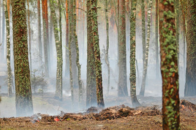 Panoramic view of pine trees in forest