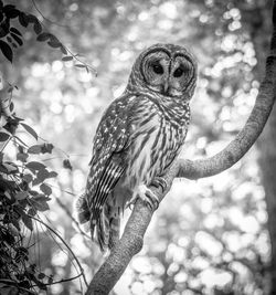 Low angle view of owl perching on tree