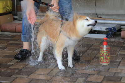 Low section of owner bathing shiba inu in yard