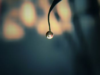 Close-up of drop on plant