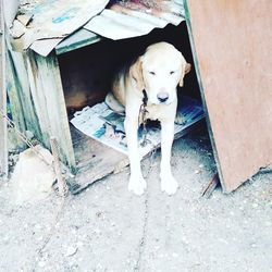 High angle portrait of dog relaxing on entrance