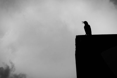 Low angle view of silhouette bird perching against sky