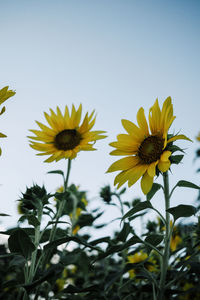 Close-up of sunflower against sky