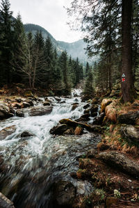 Scenic view of waterfall in forest