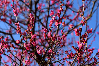Low angle view of cherry blossom