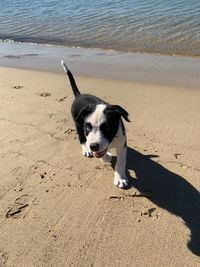 Full length of a dog on beach