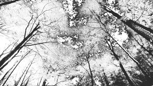 Low angle view of bare trees