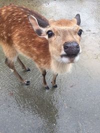 High angle portrait of deer standing on street