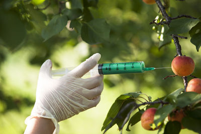 Cropped hand of person injecting insecticide in fruit